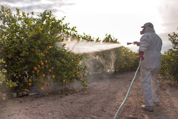 Wasp Removal Services in Shasta Lake, CA