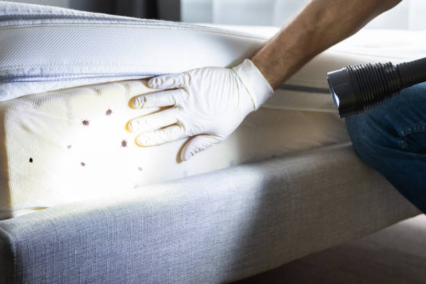 Best Best Pest Control Companies  in Shasta Lake, CA