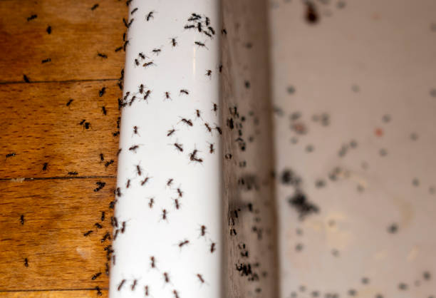 Best Wasp Removal Services  in Shasta Lake, CA