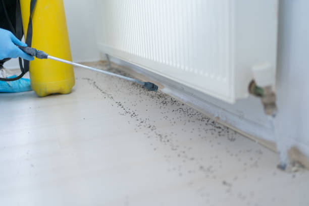 Best Best Pest Control Near Me  in Shasta Lake, CA