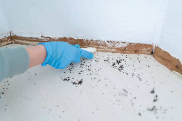Best Affordable Pest Control Services  in Shasta Lake, CA