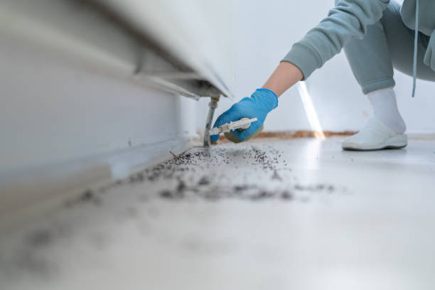 Best Affordable Pest Control Services  in Shasta Lake, CA
